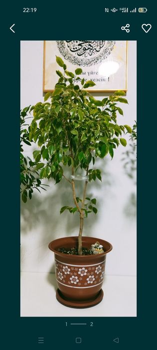 Гүлдер сатыладыыы