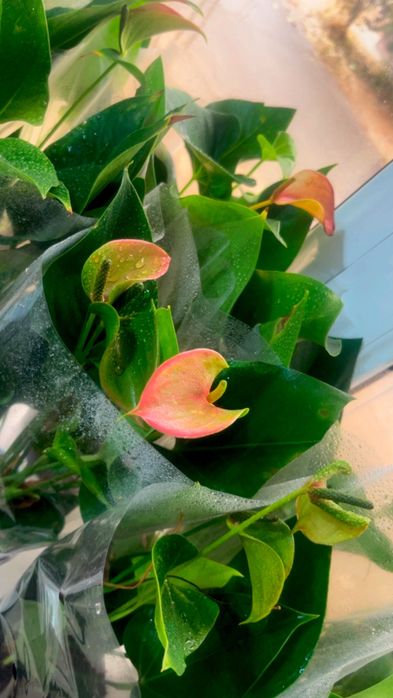 Мужское счастье розового цвета