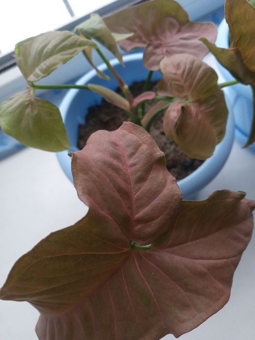 Крассула Хоббит и 2 вида сингониумы