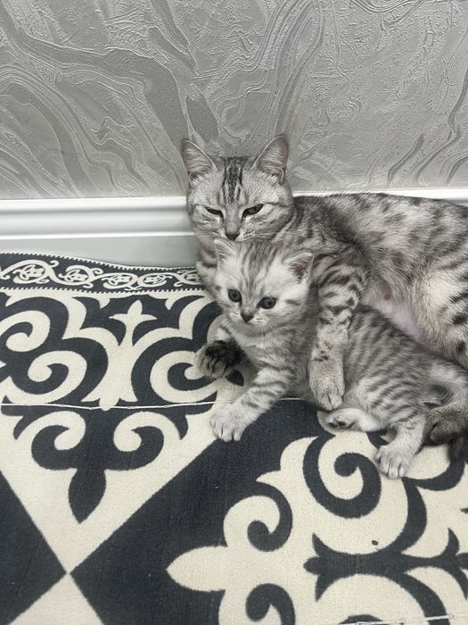Продам котёнка мама британка папа шотландец