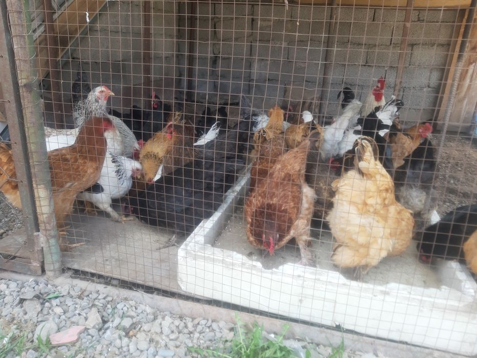 Домашни  Курица.