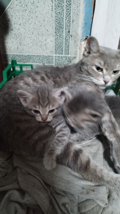 Одам котят в добрый руки