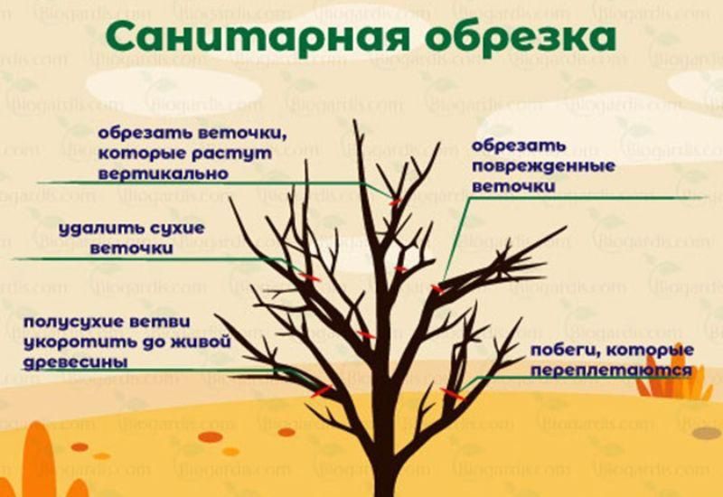 Садовник, Посадка деревьев, цветов, обрезка формирование деревьев .