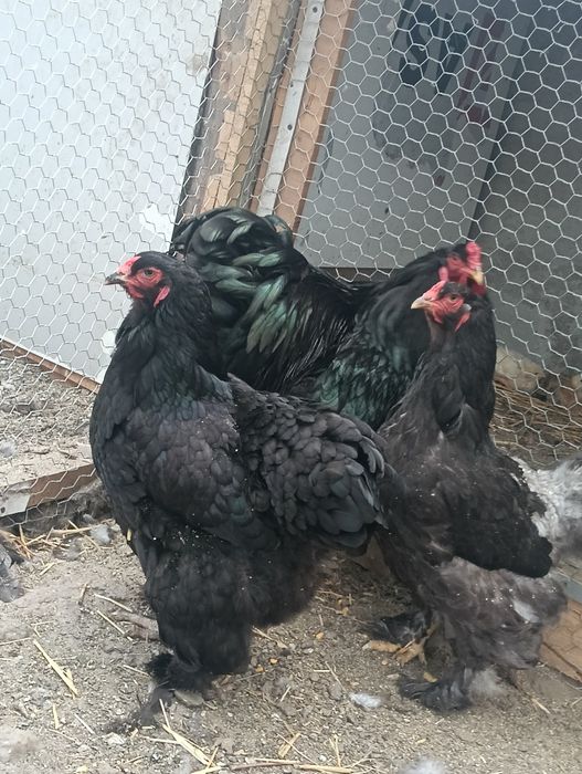 Brahma pe negru 2+1