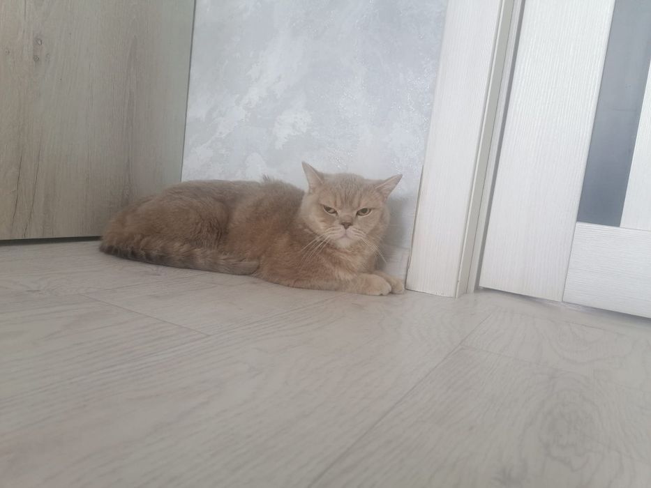 Кот Прямоухий шотландец