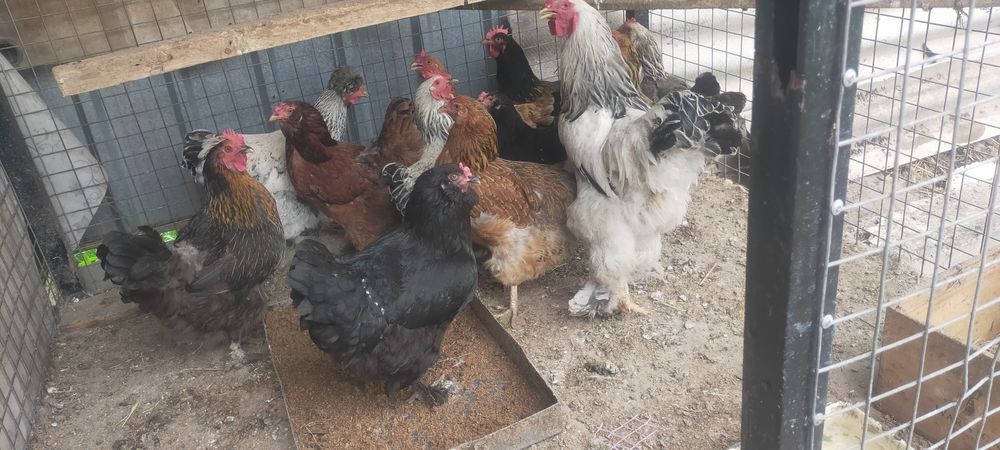 Продам курей годовалые несутся
