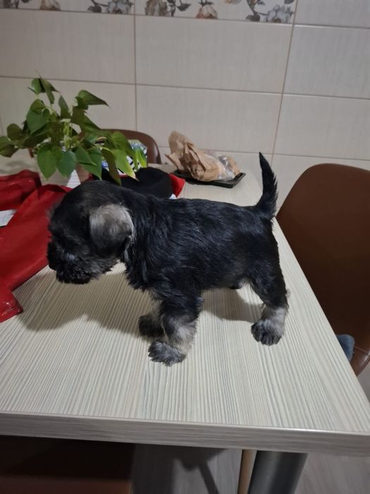 Schnauzer pitic sare si piper
