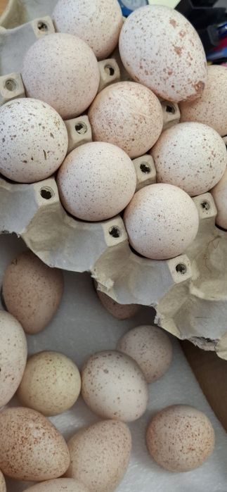 Vând ouă de curcă  proaspete, rasa broad breasted  white si Beltsville