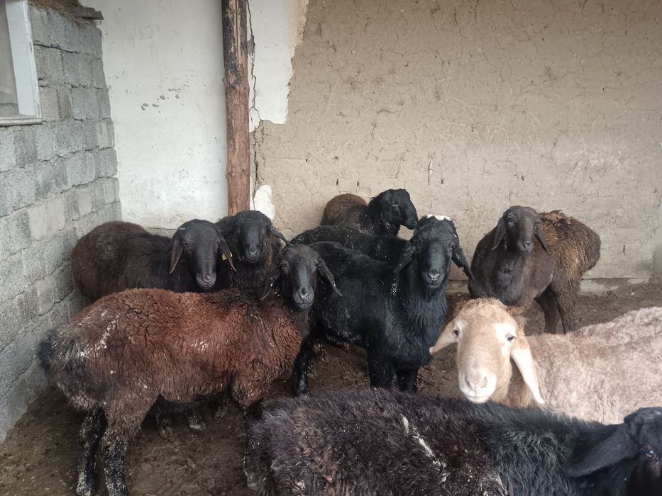 Қошқарлар бордахы.