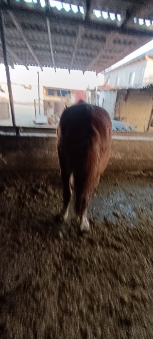 Жорга акта сатылады