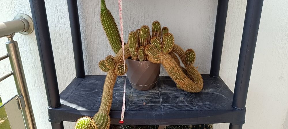 Кактуси, различни видове