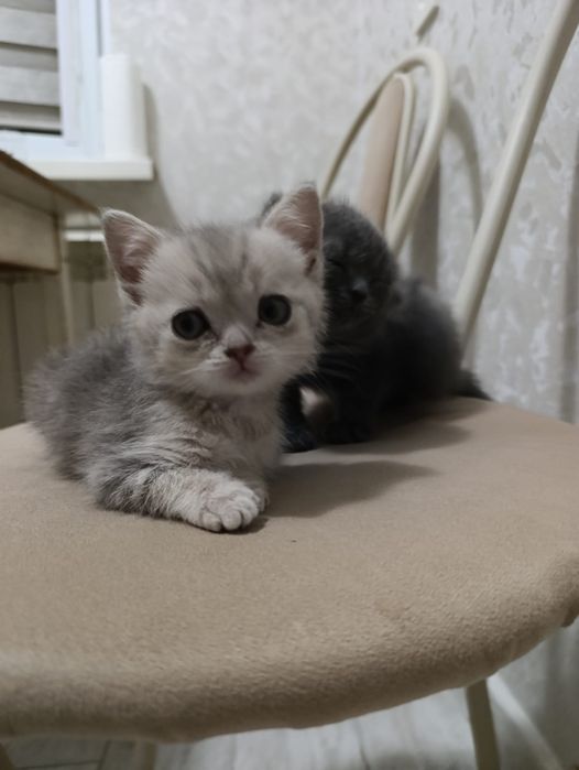 Продам котят Британцы