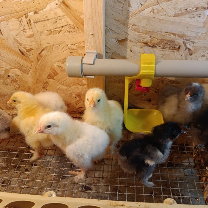 "Брама" цыплята  чистопародистые