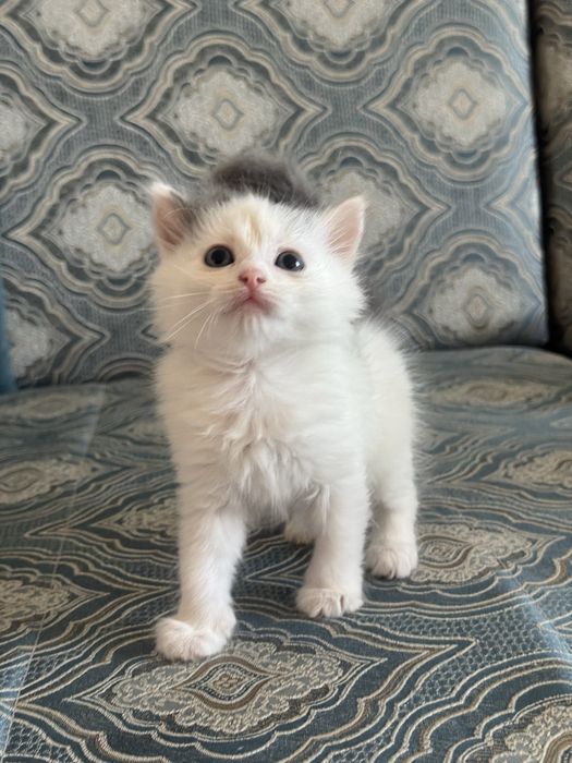 Отдам котят в самые лушче руки
