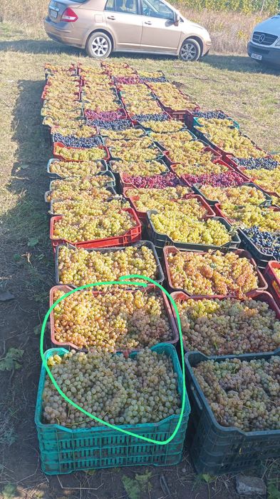 Vand struguri de vin livrez la domiciliu pret 3 lei kg