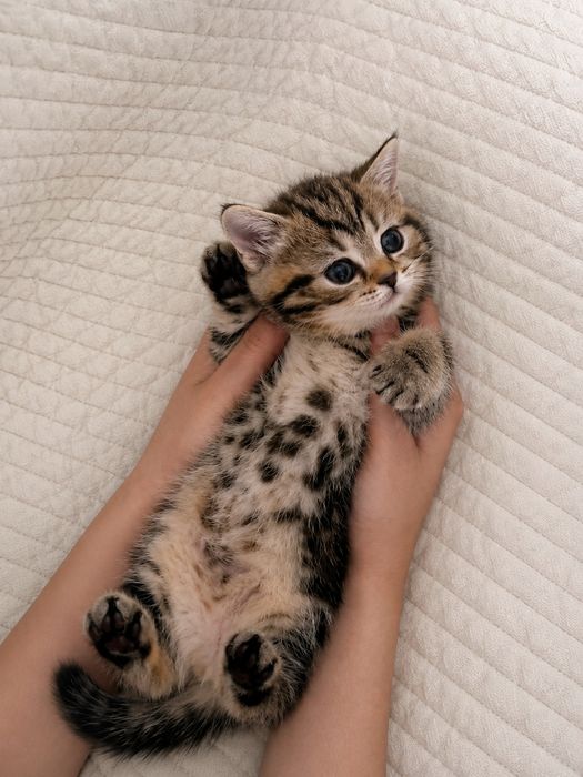 Продается котенок, девочка шотландка