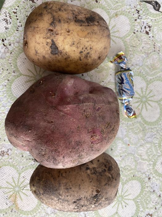 Домашний картофель