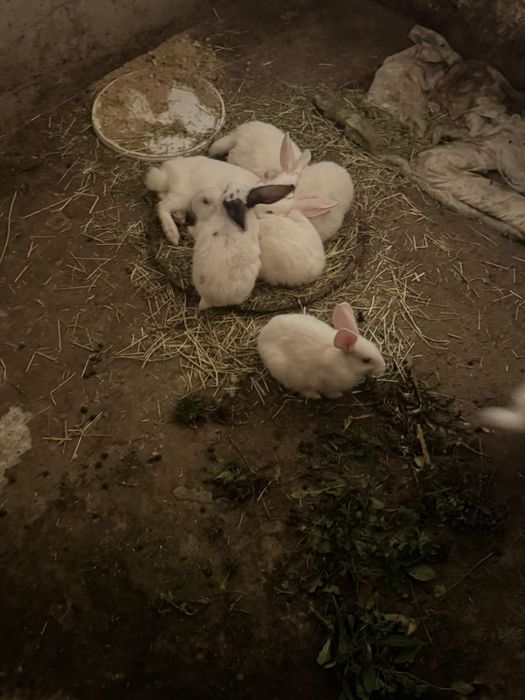 Кролики самка самка