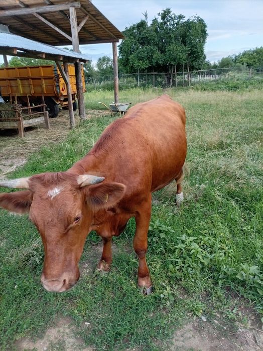 Vacă de vânzare (2ani)