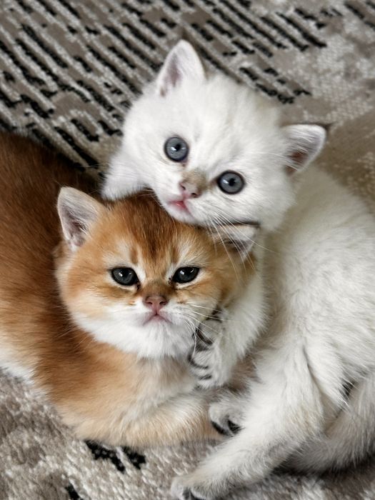 Котята (Британские) Шиншилла