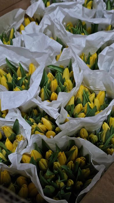 Тюльпаны опт      .