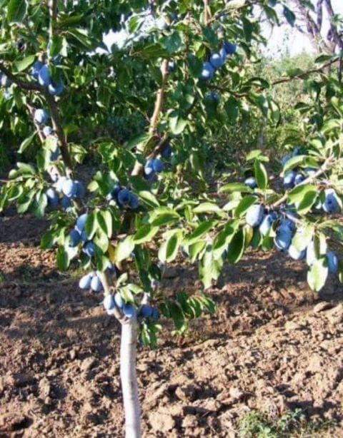 Pomi fructiferi pitici [Dwarf]soiuri de prun