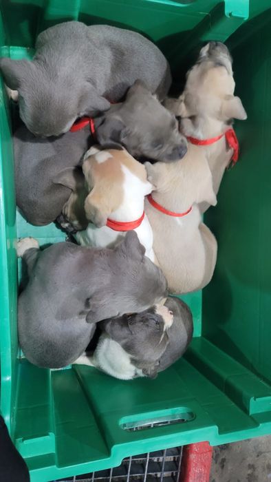 Vand American bully talie medie fete si baiatii