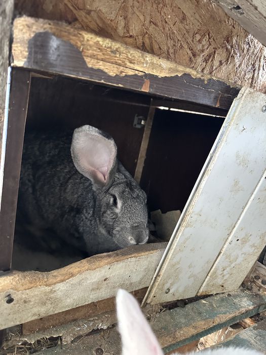 Кролики оптом срочно