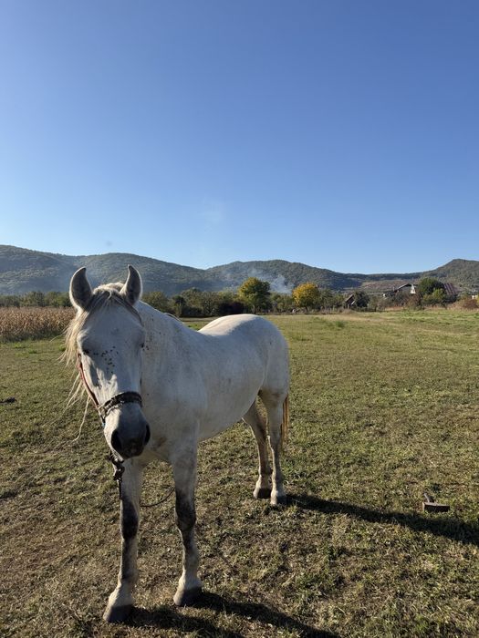 Vând Iapă,are 11 ani,blanda,mai multe detali in privat