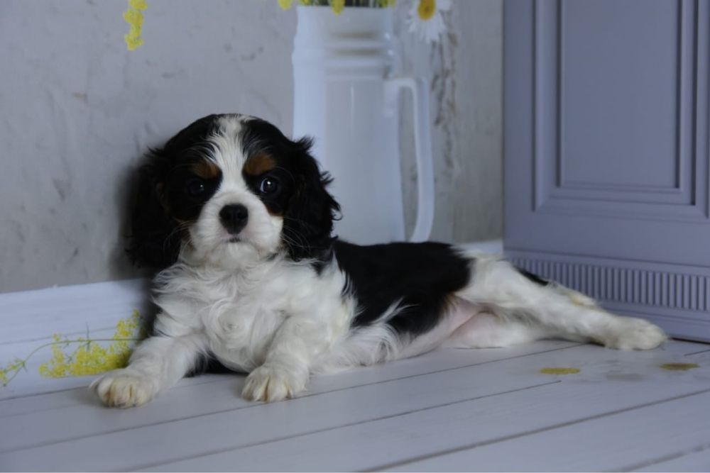 Кавалер кинг чарльз спаниель