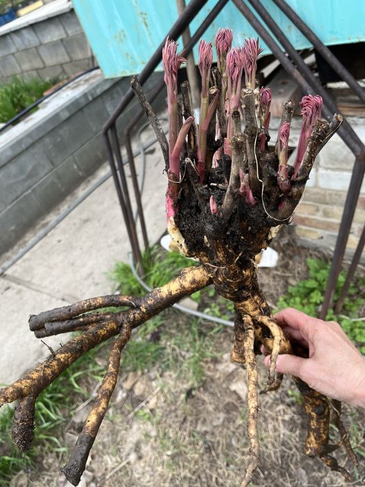 Продаю пион Бартзелла