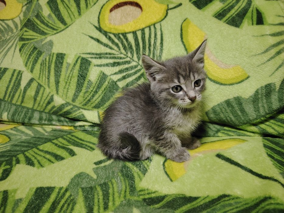 Отдам котят в хорошие руки