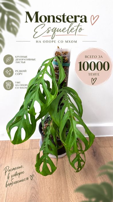 Монстера Эскелето