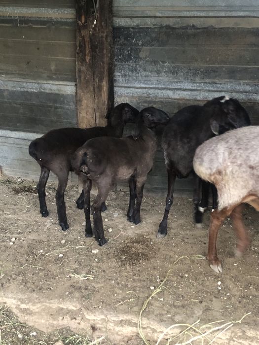 Семіз токтылар сатылад