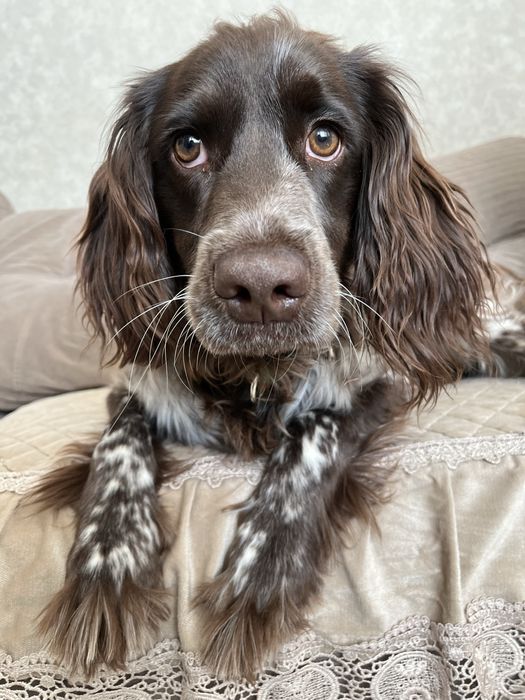 Выгул собак - район Молодежки, Астана