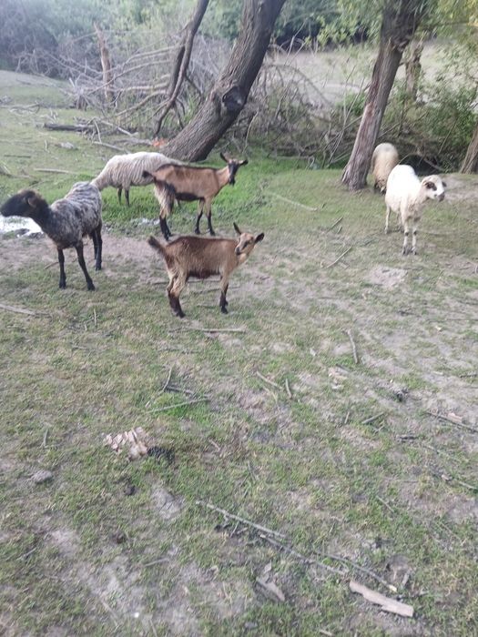 Vand 5 capre tinere bune de lapte