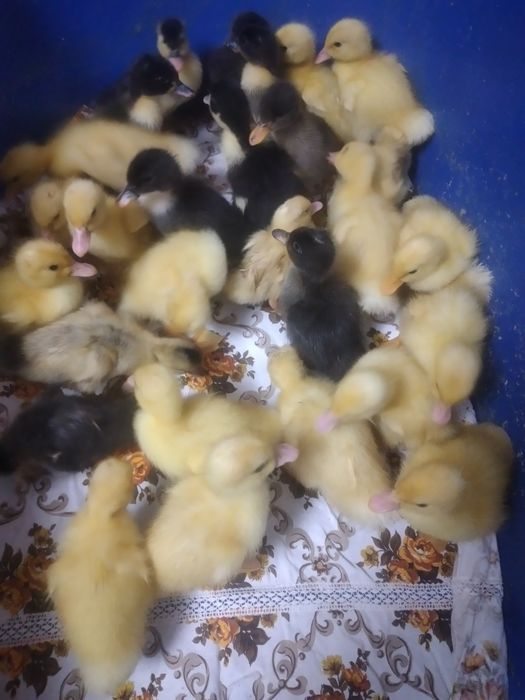 Boboci de rață  de o zi