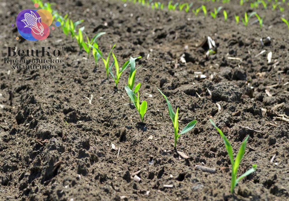 Семена кукурузы, Жүгері тұқымы, жугери тукымы