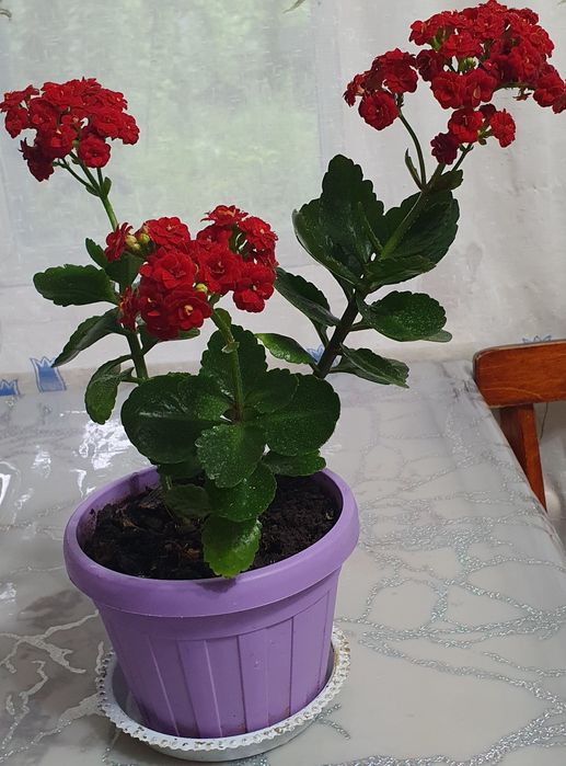 Продам цветок Каланхоэ