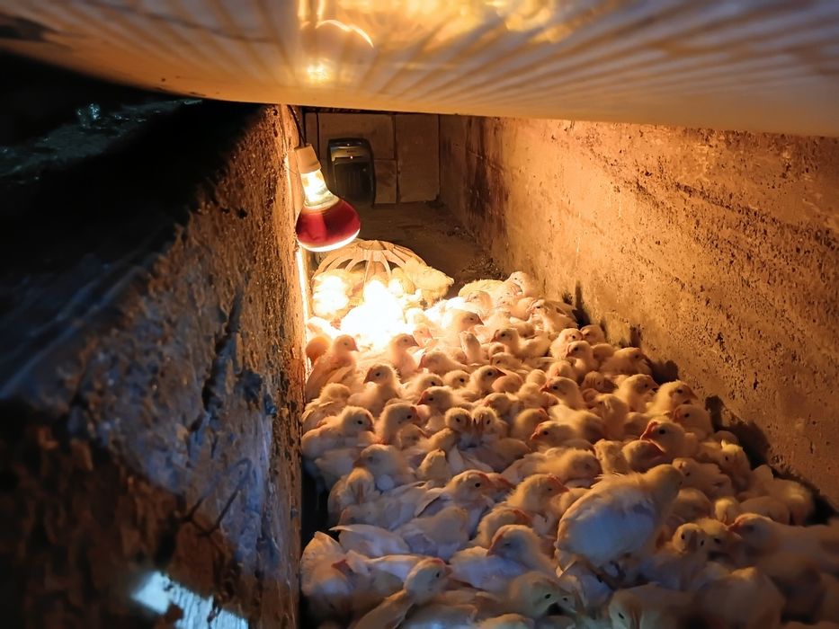 Продам бролерных цеплята