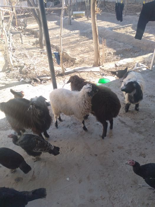 Койлар ешкилер сатылады