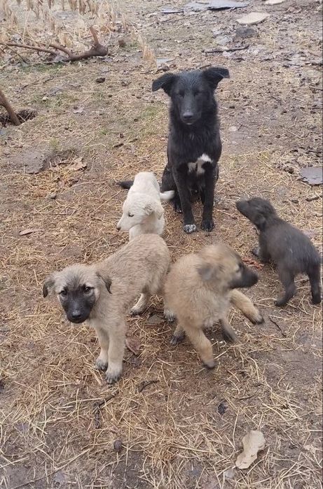 Щенята ищут дом и семью!