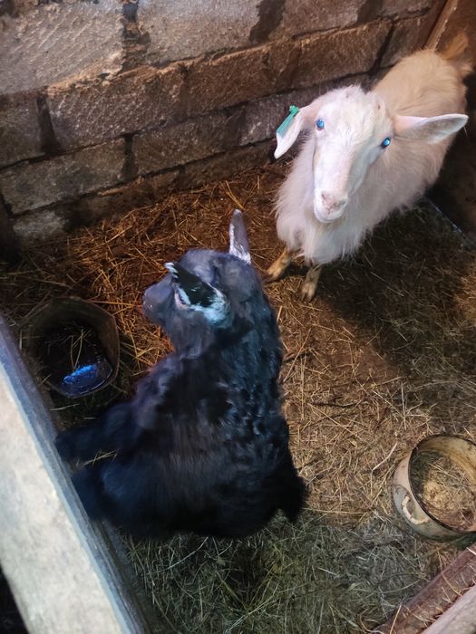 Коза с козлёнком