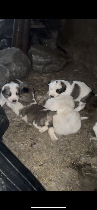 Щенки Тобета …..