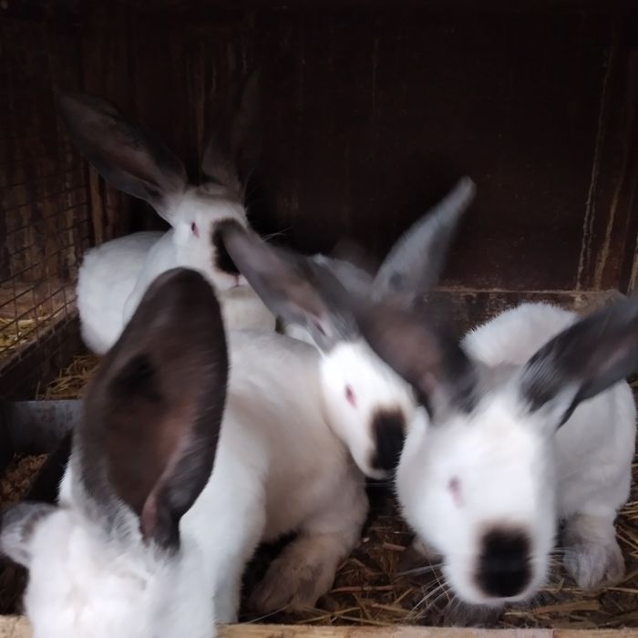 Disponibili iepuri urias de Transilvania tatuați