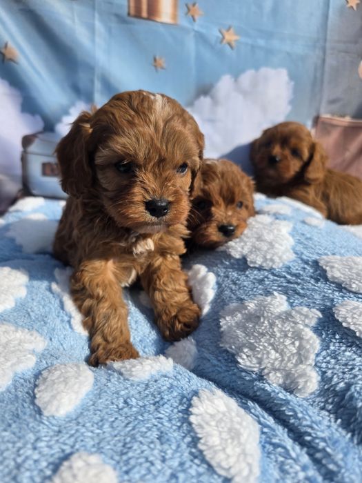 Кавапу момчета /Cavapoo