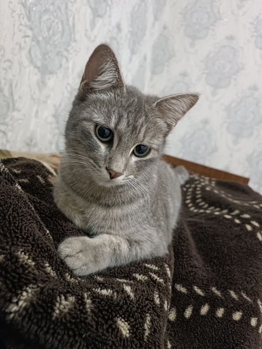 Кошка, urğochi mushuk beriladi