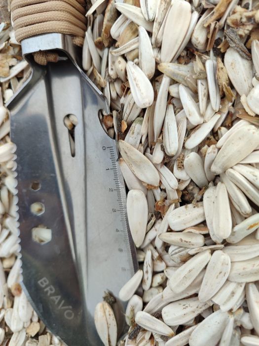 Семечки турецкие белые,  серые 361 сорт