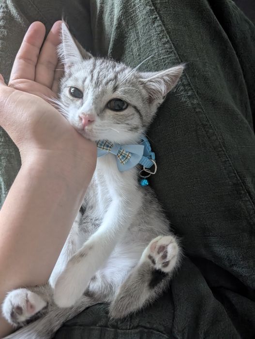 Ласковый умный котик