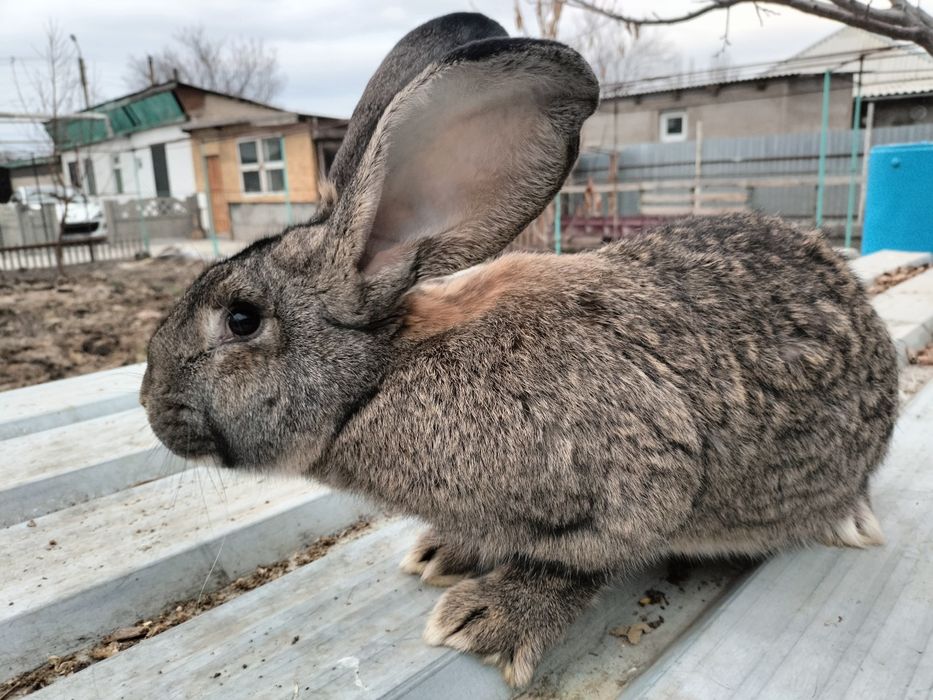 Продам  кроликов.